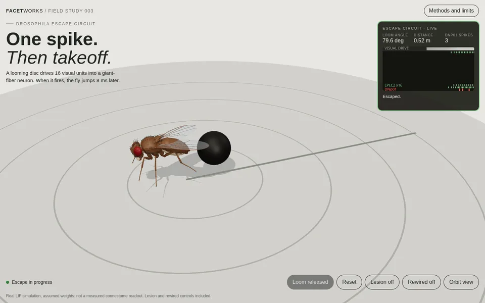 Fly Circuit Lab live preview